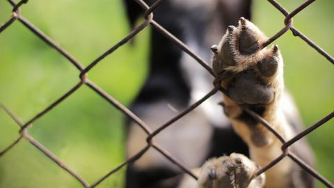 Un perro apoya las patas en una alambrada