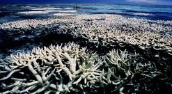 Los corales australianos se est�n quedando blancos por la excesiva temperatura del agua.