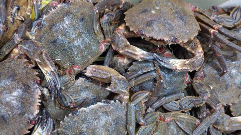 N�coras, entre 18 y 40 euros el kilo en las plazas seg�n tama�o