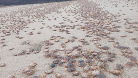 Varamiento masivo de patoxos en las playas de la Illa de Ons