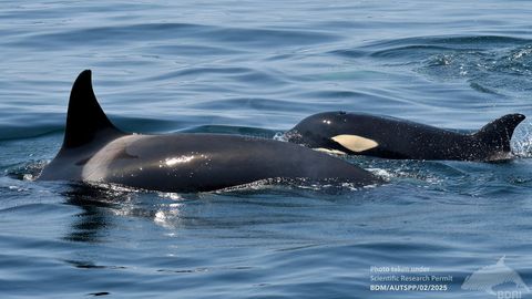 Orcas que se adentraron el sábado en la ría de Arousa, donde algunas aprovecharon para comer pulpo, según el BDRI