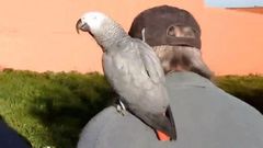 Una pareja americana busca un loro perdido en Ferrol