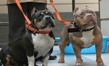 Dos ejemplares de american bully, raza del ejemplar que mordi� a un beb� en A Coru�a