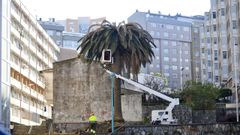 Talan seis palmeras en el barrio de las Flores por la plaga del picudo rojo