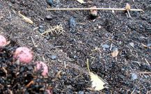 Los restos evidencian que proceden de un incendio forestal.