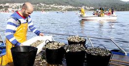Capachos a rebosar de berberechos en el puerto de Noia en el primer d�a de campa�a tras la reapertura de la r�a al marisqueo.
