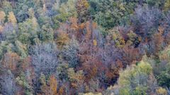Bosque aut�ctona en una zona del interior de la provincia de Lugo