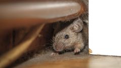 Imagen de archivo de un rat�n col�ndose entre los tubos de una instalaci�n