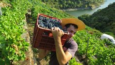 Recogida de uva de menc�a, en la jornada de ayer, para una de las bodegas de la subzona de Amandi que abrieron la vendimia. 