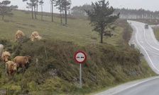 La presencia de ganado y la niebla, frecuente de Ortigueira a As Pontes, agravan el problema.