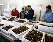 Los mejores ejemplares llegan a los 70-80 euros en Malpica.