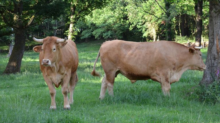 Vaca Gallega- Buey Gallego ampara a animales adultos cuidadosamente�alimentados y engordados