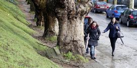 <span lang= es-es >Una acera de �rboles</span>. Frente a la Escuela Infantil Universitaria, en la avenida de Vigo, los peatones tienen que optar entre caminar por el talud o por la calzada, porque la acera desapareci� al crecer los �rboles y ocupar todo el espacio peatonal. Cuando hay coches aparcados el paso es a�n m�s complicado.
