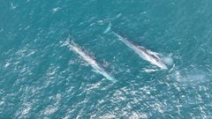 Ballenas en aguas de las Ras Baixas