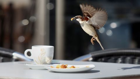 Un pardal emprende o voo tras recoller un anaco de biscoito nunha cafeter�a de Cambados.