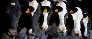 Hasta los c�lculos m�s optimistas dan por hecho que la mayor�a de los productores gallegos se exceder� de su cuota. 