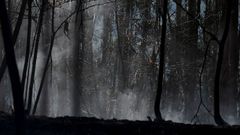 Zonas a�n humeantes y con riesgo de incendio en los bosques de Pereda. Tras quedar controlado anoche, en el incendio de Las Regueras, en las cercan�as de Oviedo, contin�an los trabajos de bomberos 