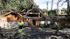 Un eucalipto se desploma sobre la caseta del punto de control marisquero en Cabeceira, en Poio