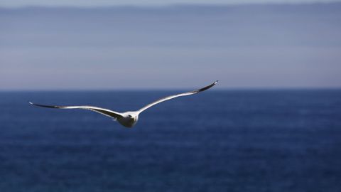 Gaviota sobrevolando el mar en Foz