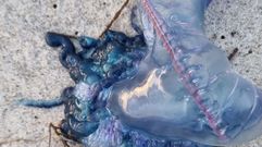 Carabela portuguesa en una playa este oto�o