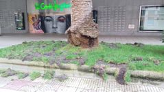 Destrozos de los jabal�es ante El Corte Ingl�s de A Coru�a