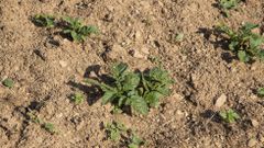 El terreno seco y pedregoso exige riego abundante para que los cultivos prosperen