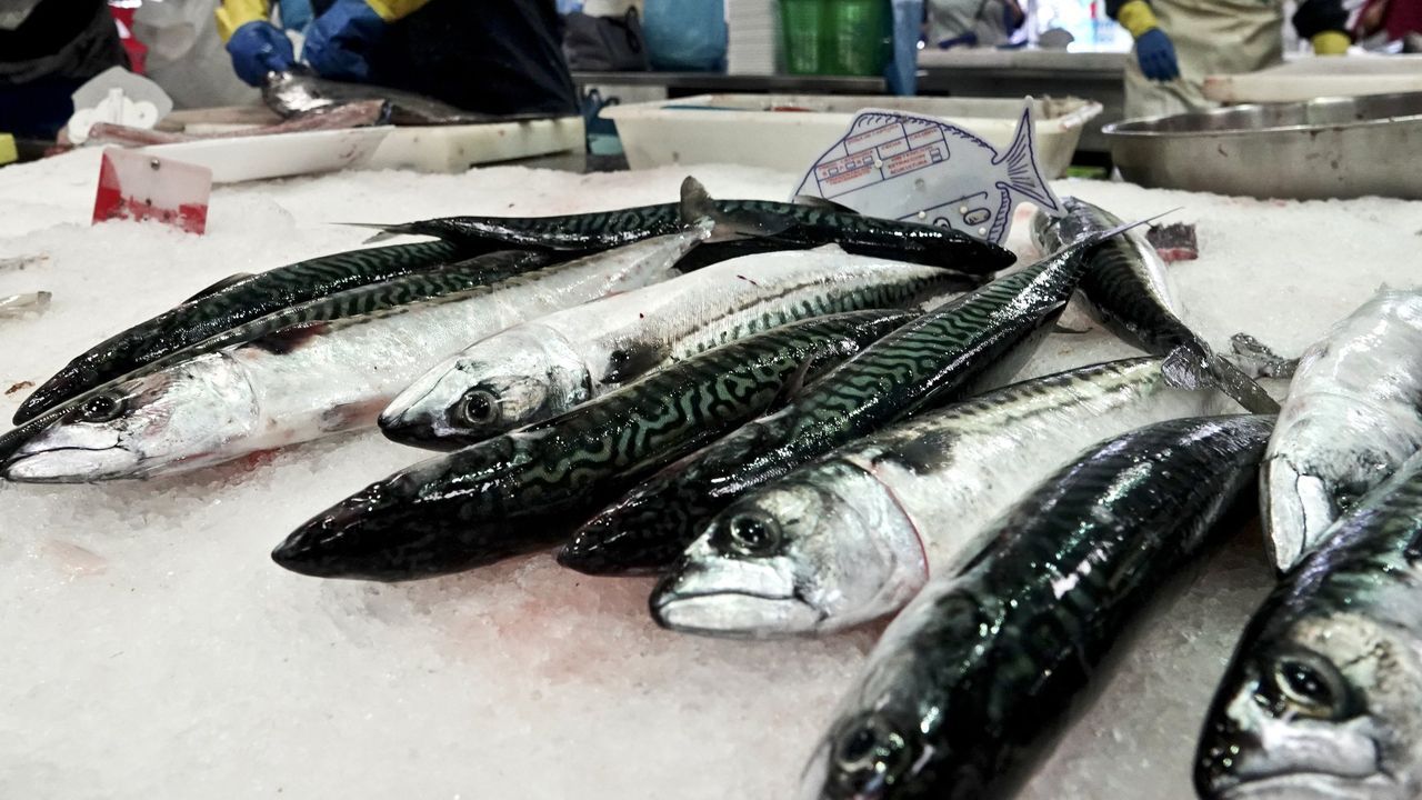 La xarda asoma a los mercados en una costera que ya no hace ojitos a la bajura