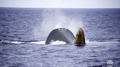 As� se hundi� el �Thunder�