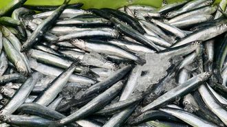 Bocartes frescos, reci�n capturados por cerqueros.