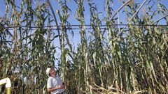 Maizal de varios metros de altura en Tarago�a