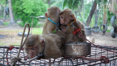 Monos cautivos utilizados para la recolecci�n de cocos