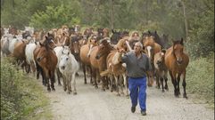 Bravura y libertad en Vimianzo: los caballos bajan del Monte Faro para la Rapa: ��lbum!