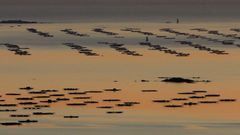 La r�a de Arousa, el mar m�s productivo de Europa