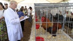 El juez eval&uacute;a las caracter&iacute;sticas de los ejemplares de gallos y gallinas