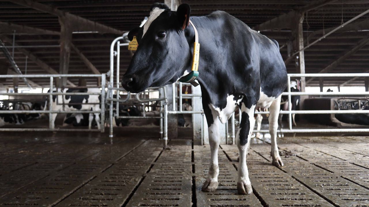 Medio Rural autoriza los lotes de ganado para recuperar las ventas directamente a cebadero y matadero