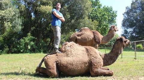 Los animales que participaron en la cabalgata ourensana pertenecen a la empresa Evecan, que dirige Rubn Matanza.