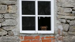Rescate de varios animales abandonados en una casa de Lugo