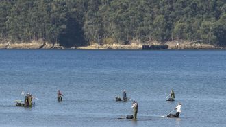El marisqueo a pie es una actividad que dar� trabajo este a�o a 440 personas en la r�a de Pontevedra