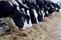 El incremento del precio de las materias primas para alimentar a los animales amenaza el sector.