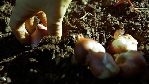 Octubre y noviembre son meses adecuados para plantar flores de bulbo