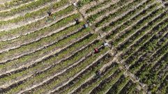 Imagen de la vendimia en los bancales de la Ribeira Sacra captada desde un dron