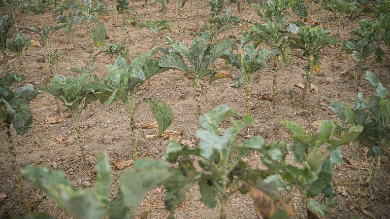 Una plantacin de verdura con la tierra totalmente seca.