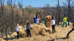 Alumnos de los CEIP de Medeiros y de Cualedro echaron paja en uno de los montes afectados por los incendios del verano.