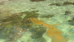 Manchas en el agua que indican la posibilidad del Mar de Ardora