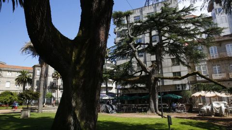 Cedros del Himalaya en el parque de Las Palmeras, en Pontevedra