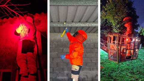 Contra las velutinas se utiliza luz roja, porque las inquieta menos que la blanca.