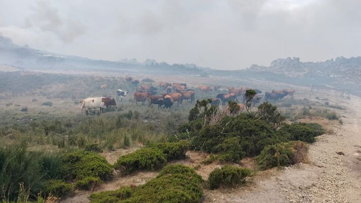 Vacas en una parcela más húmeda de la Serra de San Mamede, en Vilar de Barrio, por la cercanía de una fuente