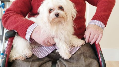 Perro de apoyo de la asociaci�n TEA terapias con labradores durante un taller en una residencia de ancianos