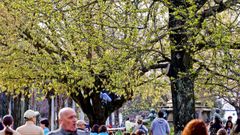 Imagen de archivo de �rboles en flor en Vigo.