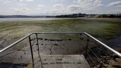 Pradera marina que se puede ver en marea baja en las playas urbanas de Sada.